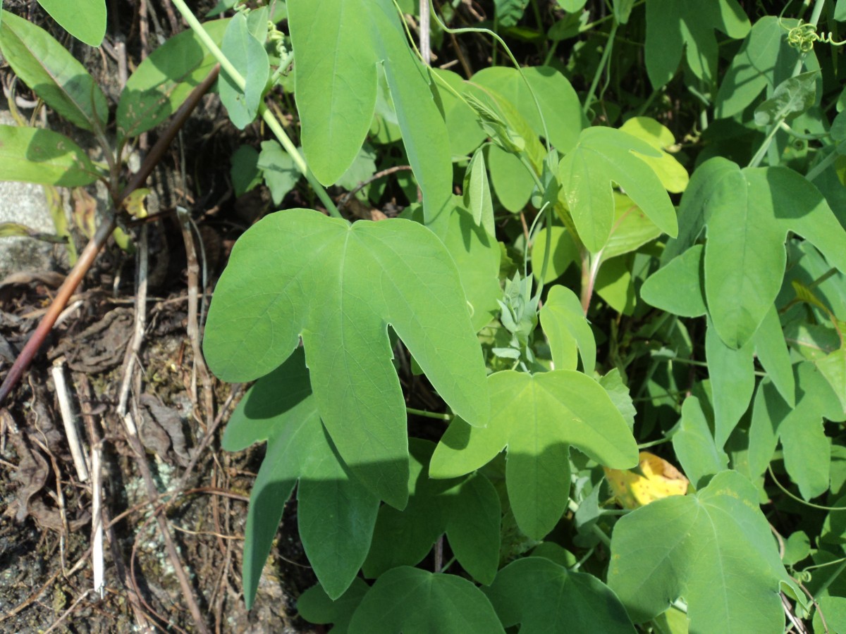 Passiflora subpeltata Ortega